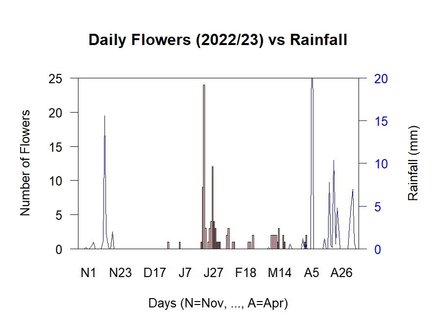 Flowers vs Rain 2022/23